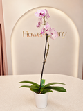 Орхидея с кашпа/ Orchid with cachepot