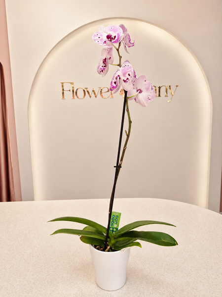 Орхидея с кашпа/ Orchid with cachepot