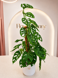 Monstera adansonii/Монстера адансоний в кашпа