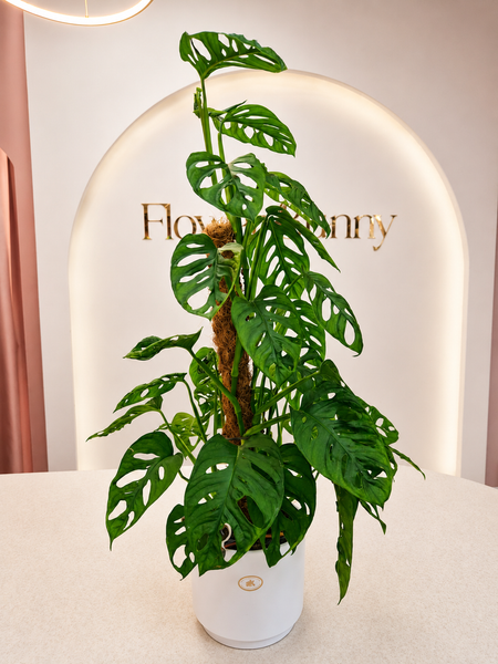 Monstera adansonii/Монстера адансоний в кашпа